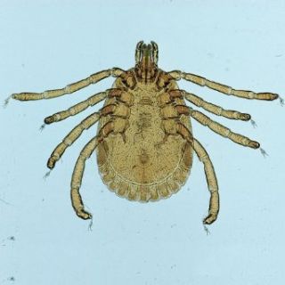 Ixodes dammini (Deer Tick) Female, w.m. Microscope Slide