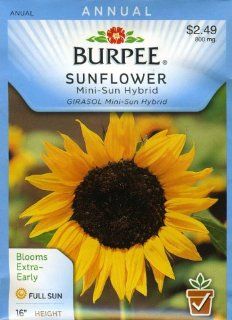 Burpee 33648 Sunflower Mini Sun Hybrid Seed Packet  Flowering Plants  Patio, Lawn & Garden