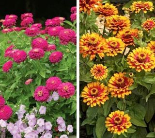 Cottage Farms 6 Piece Glowing Colors Zinnia Collection —