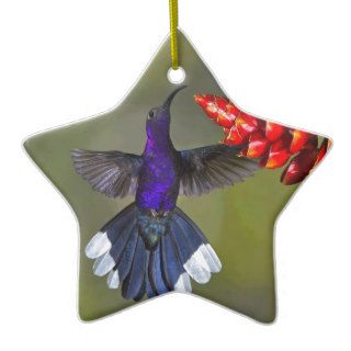 Hummingbird Blue Christmas Ornament