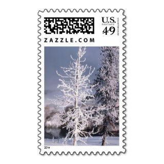 USPS Christmas Stamps 2013 Winter Photo
