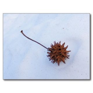 Prickly Seed ~ postcard