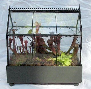 Gothic House Carnivorous Terrarium (Wardian Case)   LIVE  Plants  Patio, Lawn & Garden