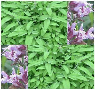 PEPPERY GARDEN SAGE   Salvia officinalis HERB Seed SEEDS   ITALIAN COOKING   Perennial evergreen shrub   Zone 4   8 (3000 Seeds   1 oz)  Herb Plants  Patio, Lawn & Garden