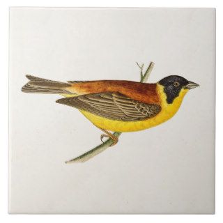 Vintage Song Bird Illustration   1800's Birds Tile