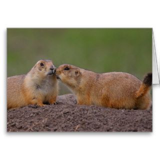 Prairie Dogs Greeting Cards