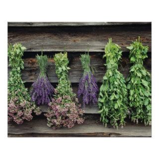 Herbs Drying Upside Down Poster
