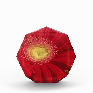 Red Gerber daisy flower background Acrylic Award