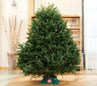 Del. Week 12/2 Plow & Hearth Fresh Cut 6.5 Frasier Fir Christmas Tree —