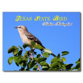 Texas State Bird   Northern Mockingbird Post Card