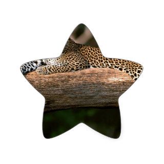 Leopard Lazy Africa Star Stickers