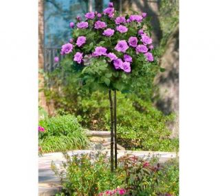 Cottage Farms 36 Lavender Lace Mini Patio Tree Rose —