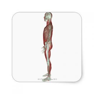 The Musculoskeletal System 6 Square Stickers