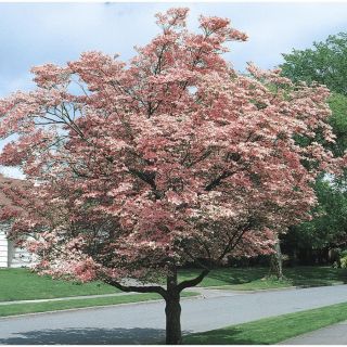 3.63 Gallon Pink Flowering Dogwood (L3181)