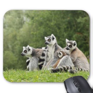 funny ringtailed lemur scene photo  mousepad