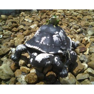 Shop "The Hitchhiker" Turtle & Frog Garden Statue Life Like at the  Home Dcor Store. Find the latest styles with the lowest prices from Private Label