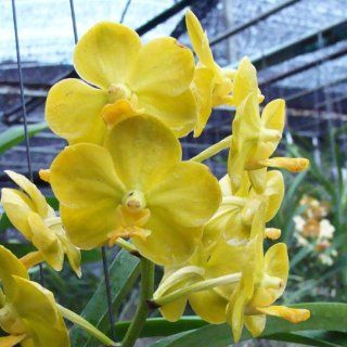 AC134 Orchid Plant Ascda Arunee's Honey Moon Grocery & Gourmet Food
