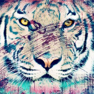 Salty & Sweet White Tiger Graphic Art on Canvas SS068 Size 12 H x 12 W x