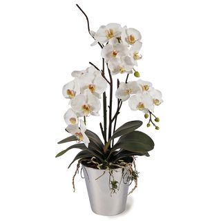 White Orchids In Silver Metal Vase
