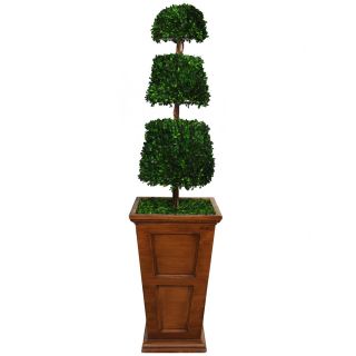 Laura Ashley 63 inch Preserved Natural Spiral Boxwood Cone Topiary In 16 inch Fiberstone Planter