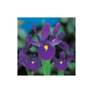 10 'Rendez Vous' Dutch Iris Flower Bulbs, Perennial  Iris Plants  Patio, Lawn & Garden