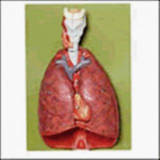 Lungs with Heart, Diaphragm and Larynx Model HS7
