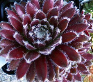'Icicle' Hens & Chicks   Semperviven   Very Hardy   One Quart Pot  Flowering Plants  Patio, Lawn & Garden