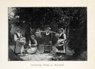 1907 Halftone Print Bulgaria Gathering Rose Kazanlik Harvesting Picking Women   Original Halftone Print  