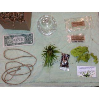 Hinterland Trading Air Plant Tillandsia Bromeliads Terrarium Kit with Pebbles and Moss Great Little Houseplant Grocery & Gourmet Food