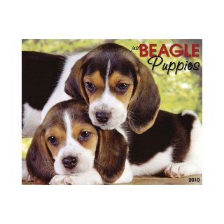 Just Beagle Puppies Calendar (Just (Willow Creek)) Willow Creek Press 9781595438607 Books