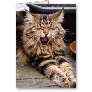 Laughing cat greeting card