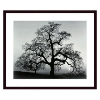 Oak Tree Sunset City California by Ansel Adams Framed Wall Art   Photography