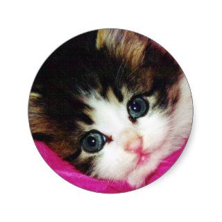 Worlds Cutest Kitten Stickers