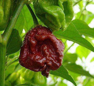 Seeds and Things Trinidad Chocolate 7 Pot Douglah   Might Be the World's 2nd Hottest Chili Pepper 10 + Seeds  Vegetable Plants  Patio, Lawn & Garden