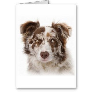 Border Collie Notecard~Red Merle Cards