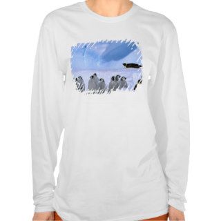 Antarctica, Australian Antarctic Territory, Cape Shirt