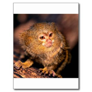 Monkey Tempting Pygmy Marmoset Post Card