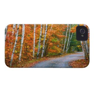 Autumn Trees Lining Country Road iPhone 4 Covers