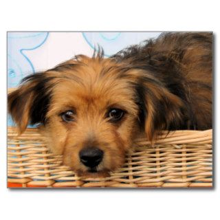 Cordell   Chorkie Post Cards