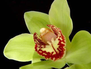 Cymbidium Green Red Lip 8 Plus Blooms (Anderson. Eaglewood. Mrs Elise. Hans. Jonina. Van Guard) Orchids.  Fresh Cut Format Orchid Flowers  Grocery & Gourmet Food