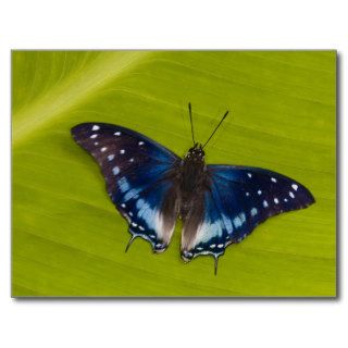 Sammamish, Washington. Tropical Butterflies 24 Post Card