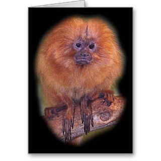 Golden Lion Tamarin, Golden Marmoset Monkey Brazi Greeting Cards