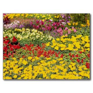 Red Valley Garden flowers flowers Post Cards
