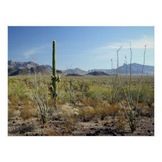 Sonoran Desert scene 09 poster