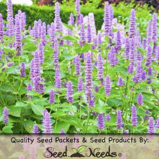 250 Seeds, Organic Anise Hyssop (Agastache foeniculum) Seeds By Seed Needs  Herb Plants  Patio, Lawn & Garden