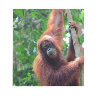 Orangutan in rainforest jungle Sumatra Memo Note Pads