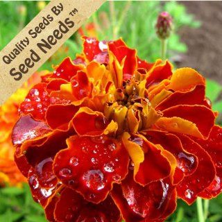 200 Flower Seeds, French Marigold "Sparky Mixture" (Tagetes patula) Packaged By Seed Needs  Flowering Plants  Patio, Lawn & Garden