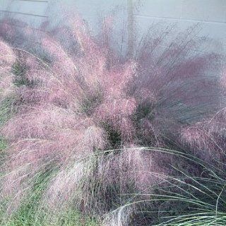Outsidepride Blue Muhly Grass   50 Seeds  Grass Plants  Patio, Lawn & Garden