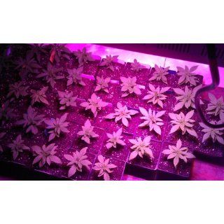 300w LED Grow Light 6 Band 3w Veg Flower Leds Hydroponic Pro LED Grow Lamp Panel  Plant Growing Lamps  Patio, Lawn & Garden