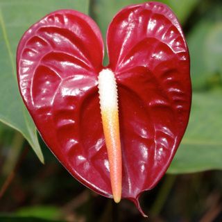 Hawaiian Anthurium Starter Plant